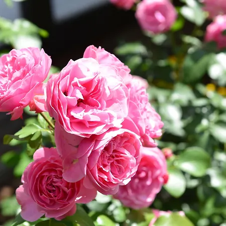 Rosenhof Gmbh Ramstein-Miesenbach