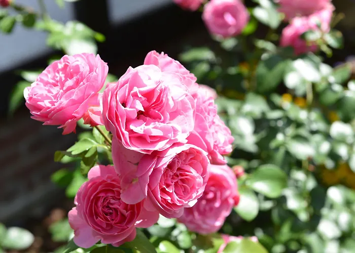 Rosenhof Gmbh 拉姆斯泰因-米森巴赫